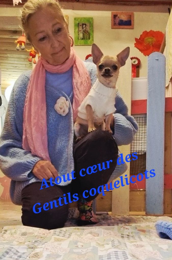 Des Gentils Coquelicots - Chiots disponibles - Chihuahua