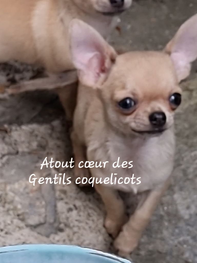 Des Gentils Coquelicots - Chiots disponibles - Chihuahua