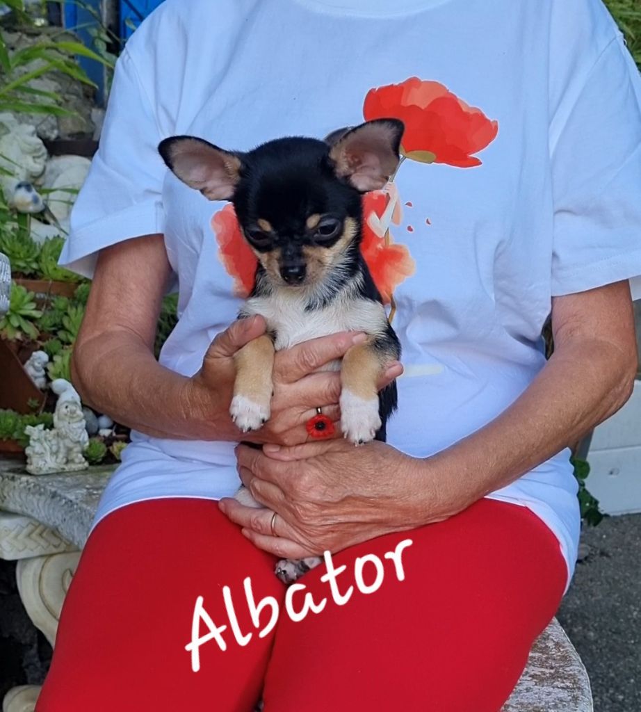 Des Gentils Coquelicots - Chiots disponibles - Chihuahua