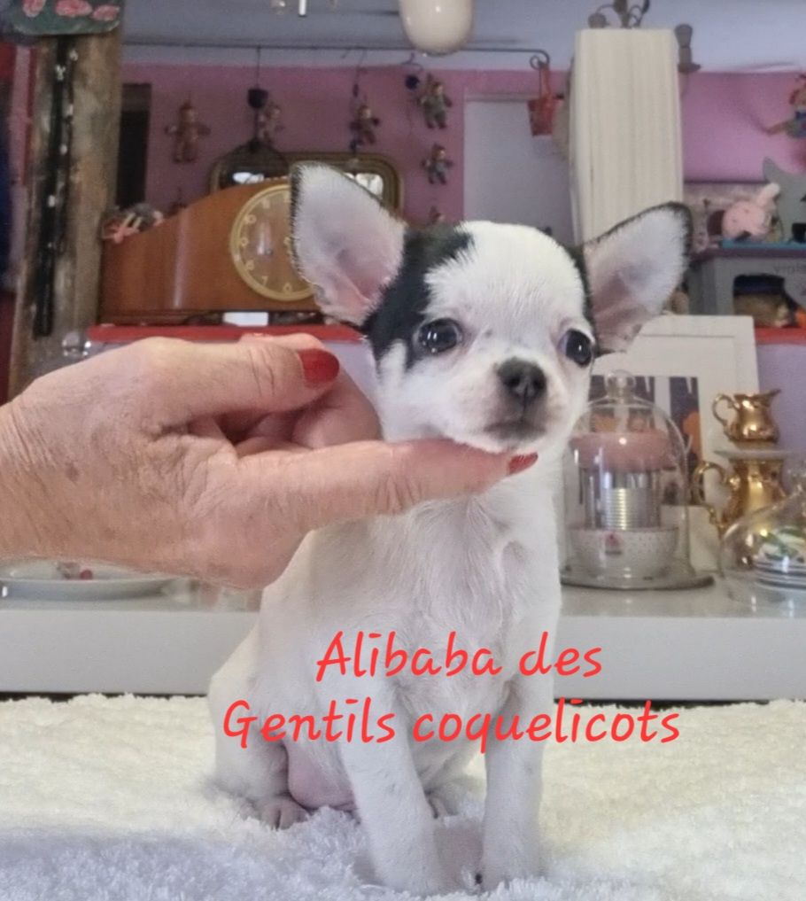 Des Gentils Coquelicots - Chiots disponibles - Chihuahua