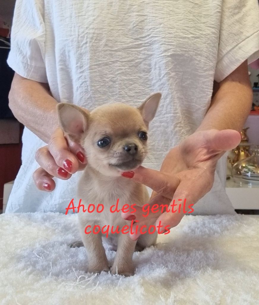 Des Gentils Coquelicots - Chiots disponibles - Chihuahua