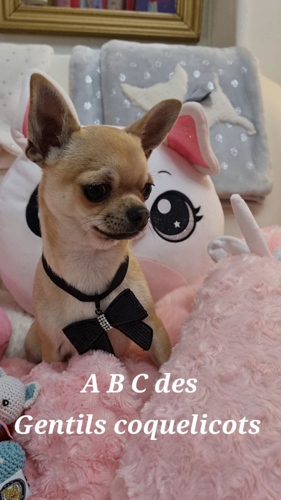 Des Gentils Coquelicots - Chiots disponibles - Chihuahua
