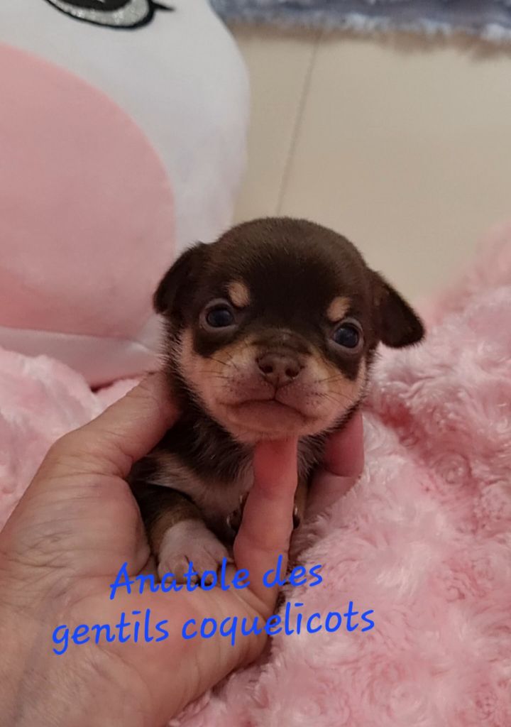 Des Gentils Coquelicots - Chiots disponibles - Chihuahua