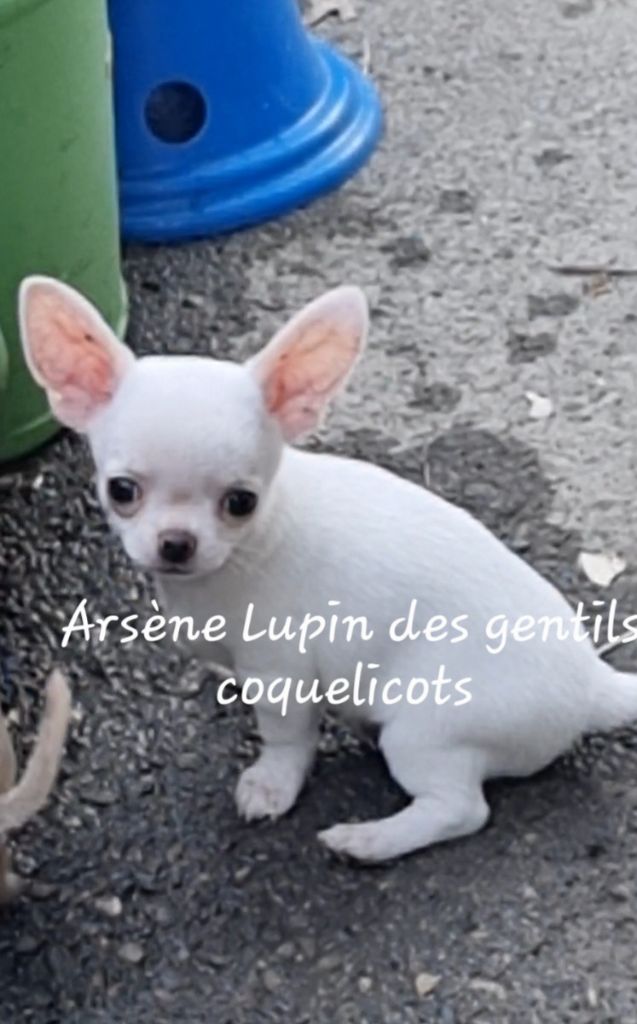 Des Gentils Coquelicots - Chiots disponibles - Chihuahua