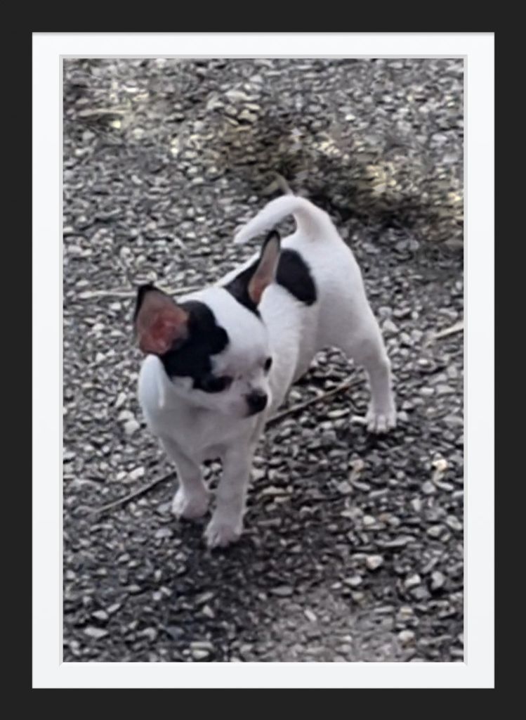Des Gentils Coquelicots - Chiots disponibles - Chihuahua