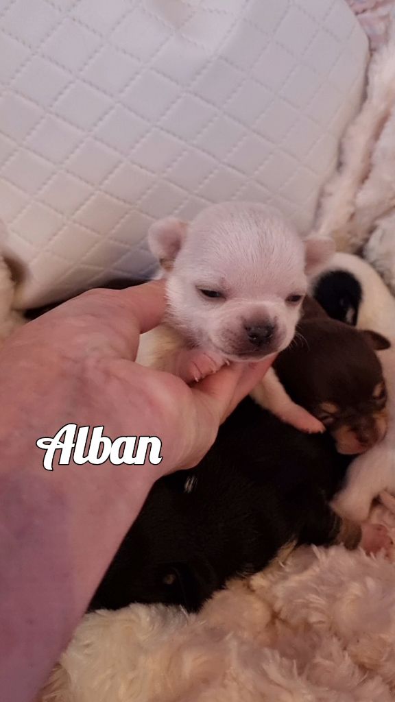 Des Gentils Coquelicots - Chiots disponibles - Chihuahua