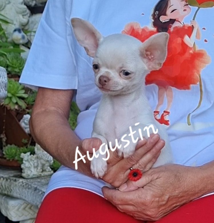 Des Gentils Coquelicots - Chiots disponibles - Chihuahua