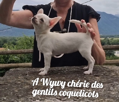 A wywy chérie 