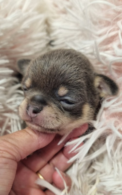 Chiot N°3