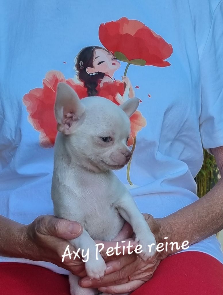 Des Gentils Coquelicots - Chiots disponibles - Chihuahua