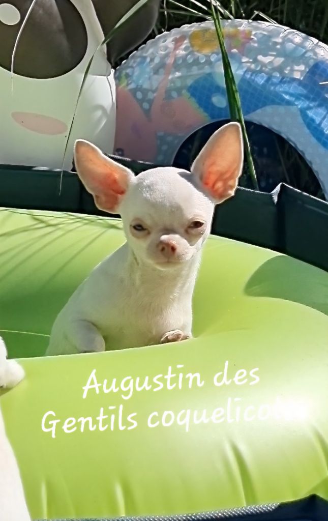 Des Gentils Coquelicots - Chiots disponibles - Chihuahua