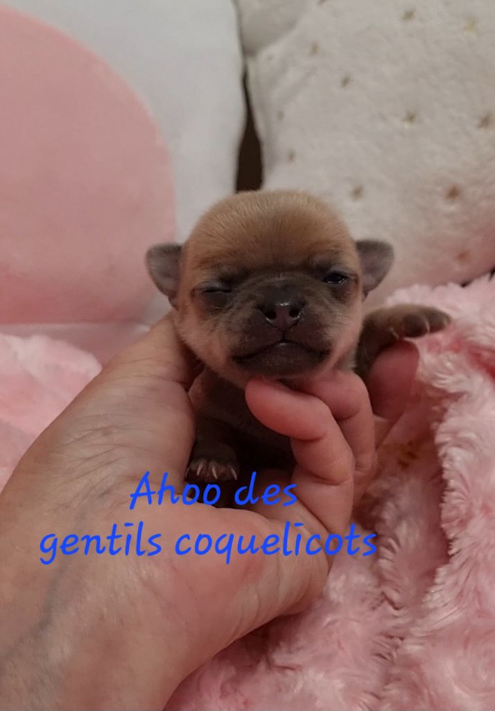 Des Gentils Coquelicots - Chiots disponibles - Chihuahua