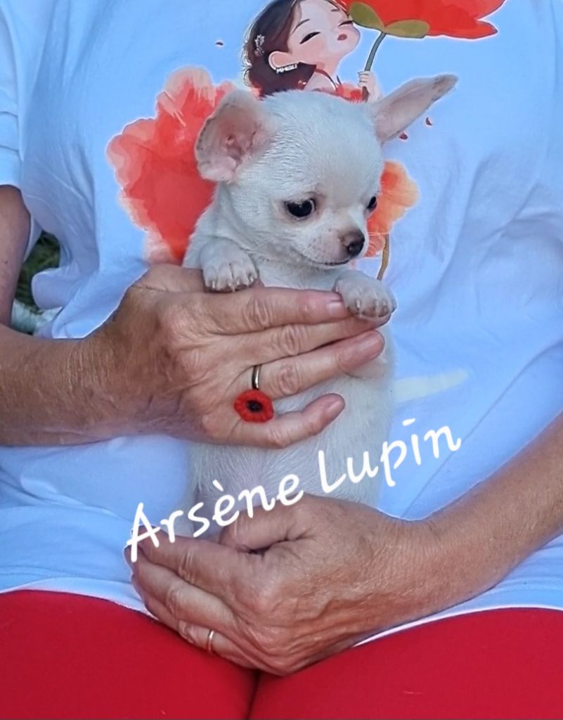 Des Gentils Coquelicots - Chiots disponibles - Chihuahua