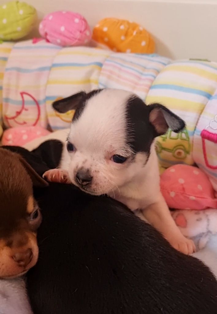 Des Gentils Coquelicots - Chiots disponibles - Chihuahua