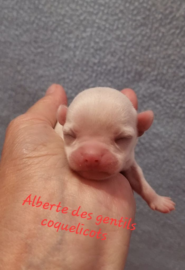 Des Gentils Coquelicots - Chiots disponibles - Chihuahua