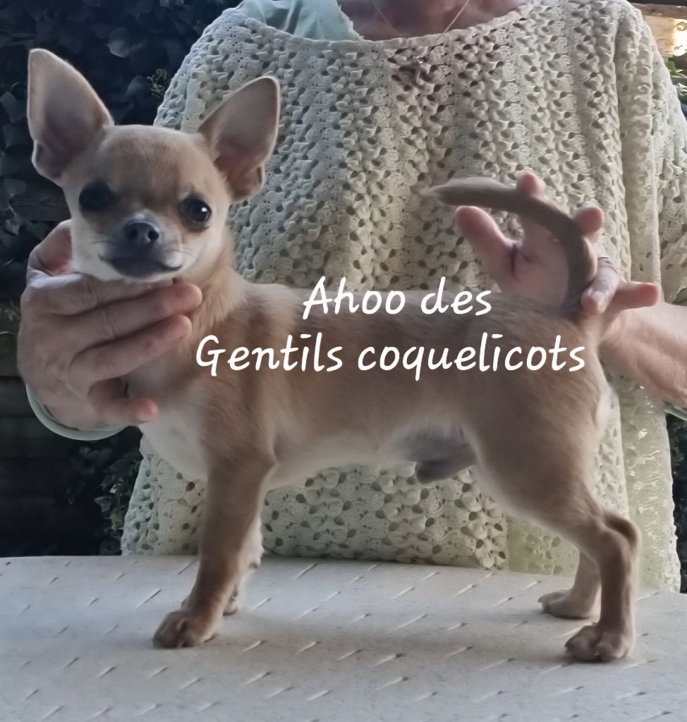 Des Gentils Coquelicots - Chiots disponibles - Chihuahua