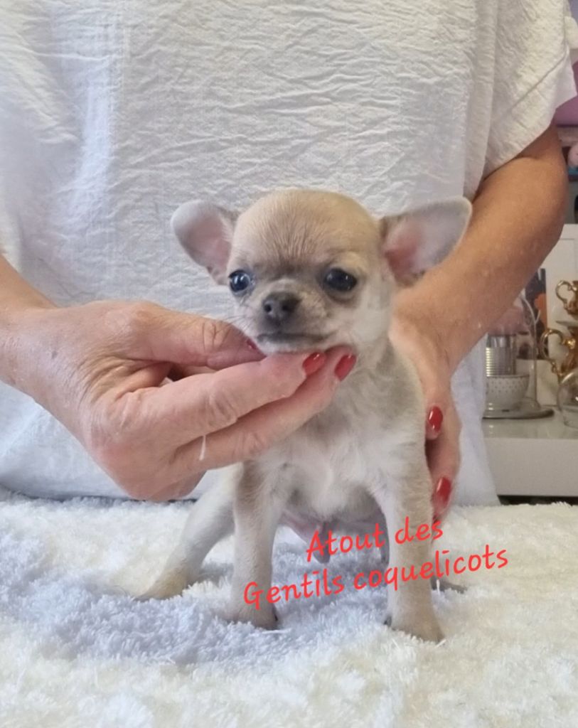 Des Gentils Coquelicots - Chiots disponibles - Chihuahua