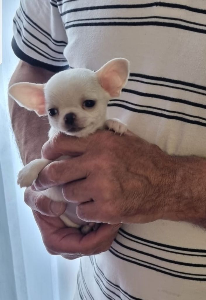 Des Gentils Coquelicots - Chiots disponibles - Chihuahua