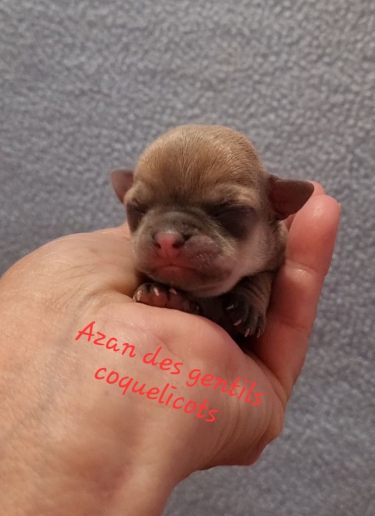 Des Gentils Coquelicots - Chiots disponibles - Chihuahua