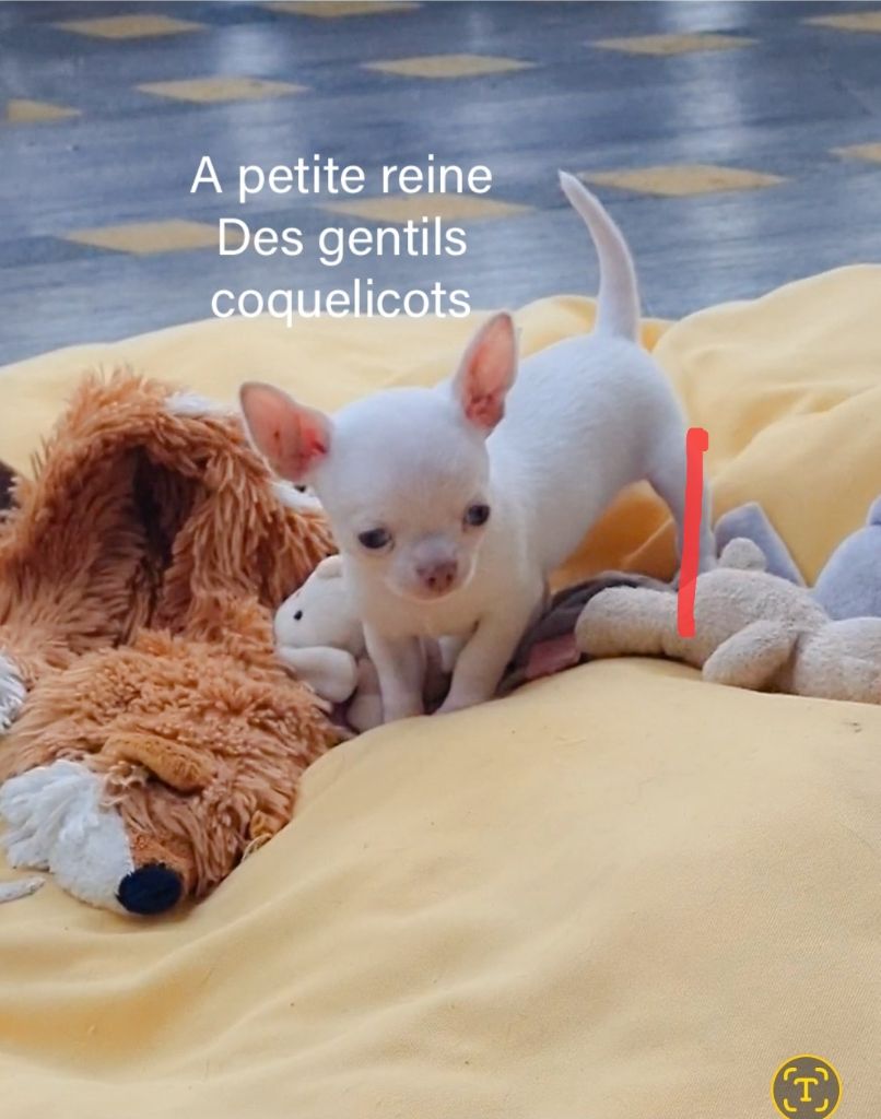 Des Gentils Coquelicots - Chiots disponibles - Chihuahua