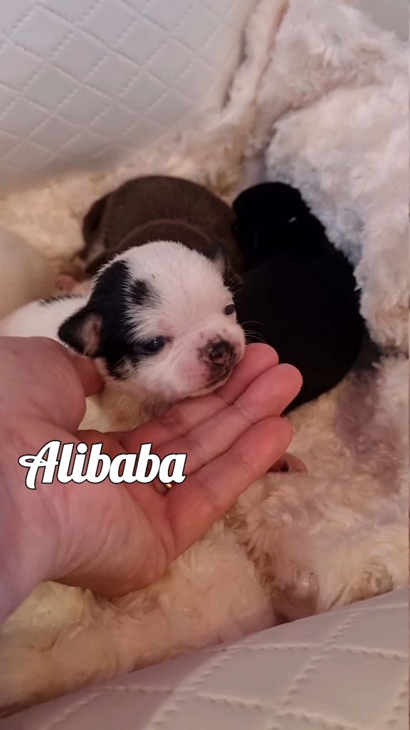Des Gentils Coquelicots - Chiots disponibles - Chihuahua