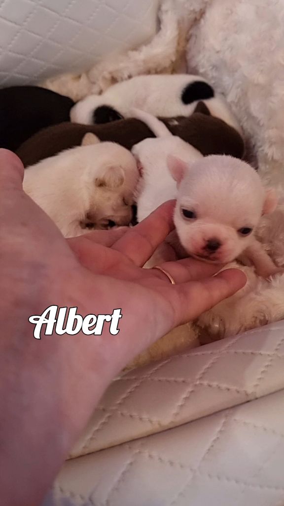 Des Gentils Coquelicots - Chiots disponibles - Chihuahua