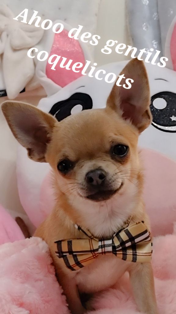 Des Gentils Coquelicots - Chiots disponibles - Chihuahua