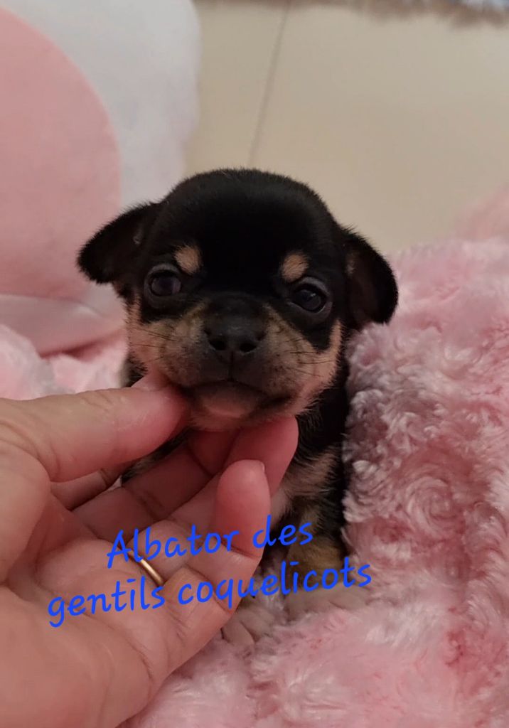 Des Gentils Coquelicots - Chiots disponibles - Chihuahua