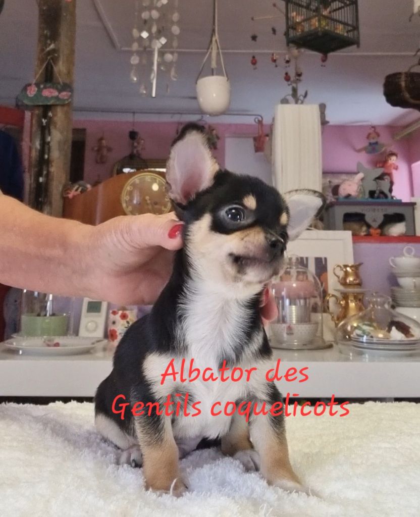 Des Gentils Coquelicots - Chiots disponibles - Chihuahua