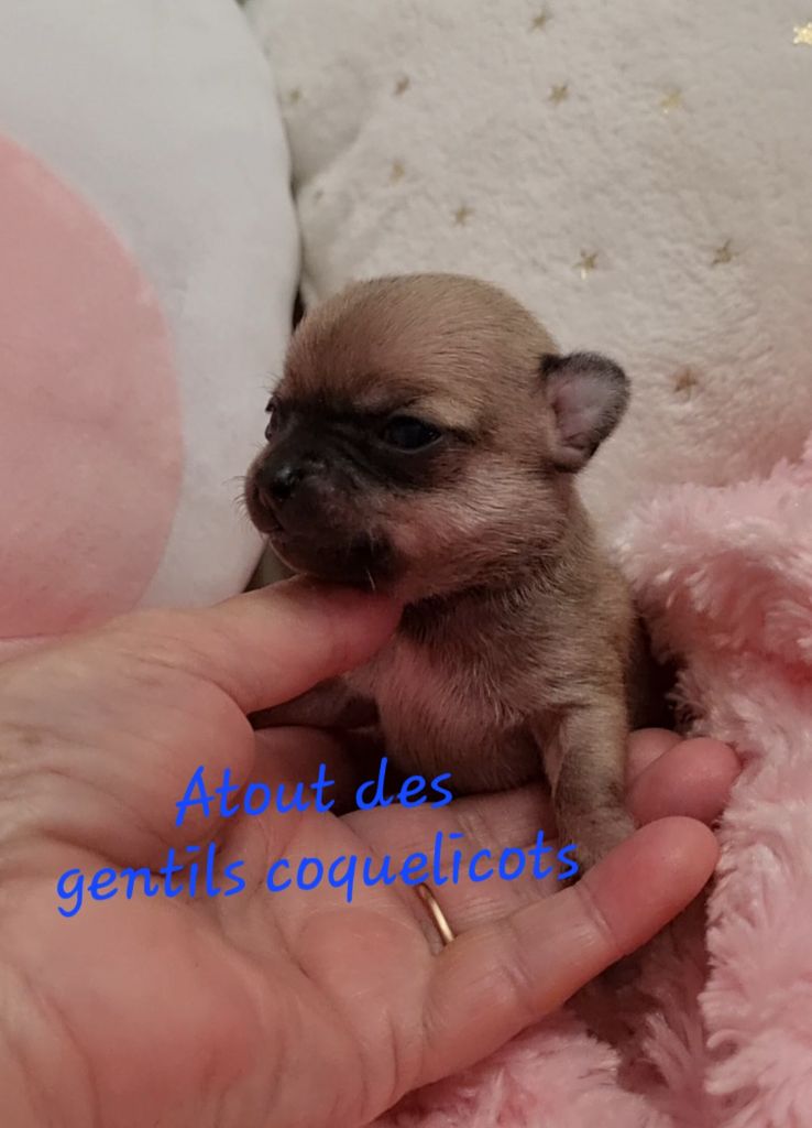 Des Gentils Coquelicots - Chiots disponibles - Chihuahua