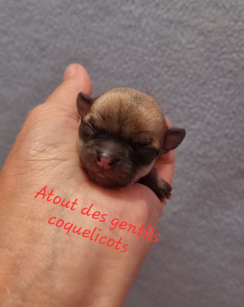 Des Gentils Coquelicots - Chiots disponibles - Chihuahua