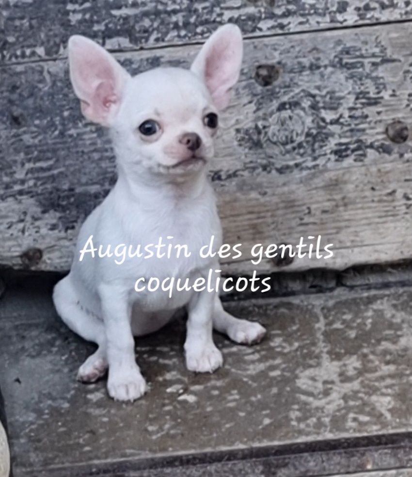 Des Gentils Coquelicots - Chiots disponibles - Chihuahua