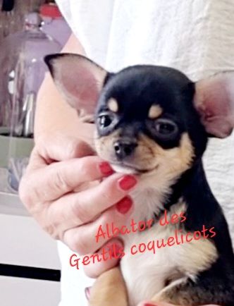 Des Gentils Coquelicots - Chiots disponibles - Chihuahua